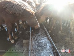 Ихэнх нутагт малын ундны усны хүрэлцээ муу байна