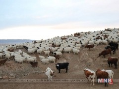 Малын өвчнөөс сэргийлэхэд онцгой анхаарна 