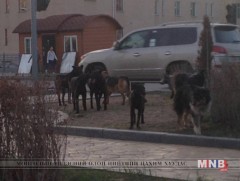 Бэтэг өвчин түгээмэл байна