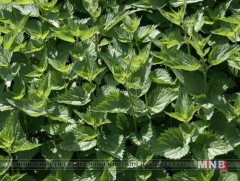 Халгай биеийн дархлаа тэтгэж, гоо сайхныг жавхаажуулах шидтэй 