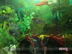 Загас тэжээх ашигтай юу 