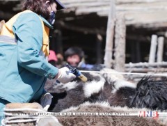 Завхан аймагт 50 гаруй мал эмнэлэг ажиллаж байна