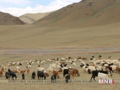 Бэлчээрийн доройтлоос үүдэлтэйгээр мал уургийн дутагдалд ордог 
