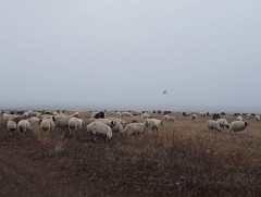 Малчдын амьжиргааг бууруулахгүйгээр малын тоог бэлчээрийн даацад нийцүүлэх хэрэгтэй гэв
