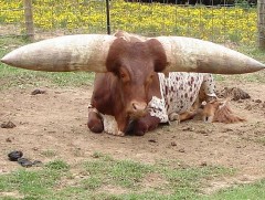 Дэлхийн хамгийн том эвэртэй үхэр