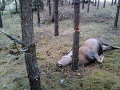 Зэрлэг амьтдыг хууль бусаар агнах зөрчил буурахгүй байна