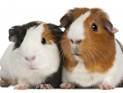 Усан гахай хүүхдэд ээлтэй амьтан 