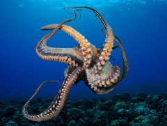 Наймаалж 3 зүрхтэй 