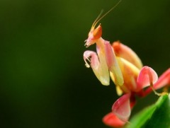 Зүсээ хувиргадаг цэцэг 