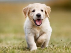 Тэжээхийг хүссэн нохойгоо гөлөг байхаас нь ажигла