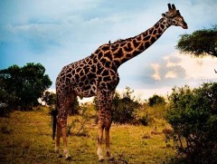 Анааш тэмээнээс ч олон хоногоор ус уухгүй байж чаддаг 