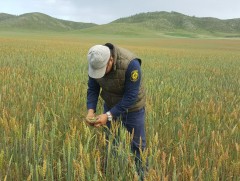 7696 га талбайн үр тарианд сортын хянан баталгааг хийгээд байна