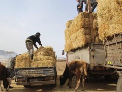 ЗГ: Өвс, тэжээлийн аюулгүйн нөөц бэлтгэхэд шаардагдах хөрөнгийг гаргана