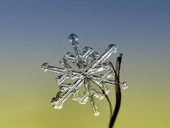 Анх 1885 онд цасан ширхэгийн зургуудыг микроскопоор авчээ 