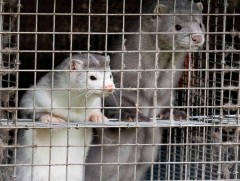 Дани улс амьтны фермүүдийнхээ бүх булгыг устгахаар болжээ