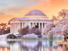 Вашингтонд үндэсний интоорын цэцэгсийн наадам эргэн нээгдлээ