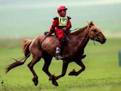 Төвийн бүсийн хурдан морины уралдаан Налайх дүүрэгт болно