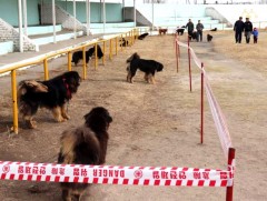Монгол нохойн үзэсгэлэн, тэмцээнд 70 гаруй нохой оролцов