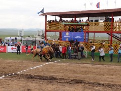 Шарга халзан үрээг аман хүзүүдсэнээр тооцлоо