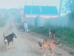 Эхний зургаан сарын байдлаар нохойд хазуулсан 2486 тохиолдол бүртгэгджээ 