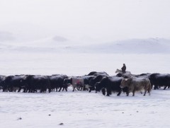 Нийт нутгийн 90 хувь цасан бүрхүүлтэй байна