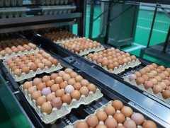 Үндэсний үйлдвэрлэгчид 2025 он гэхэд өндөгний хэрэгцээг бүрэн хангана