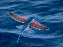 Дэлхийд 60 гаруй төрөл зүйлийн нисдэг загас бүртгэгджээ