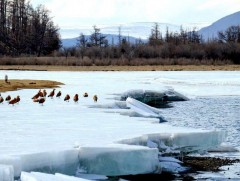 Арав хоногийн цаг агаарын урьдчилсан төлөв