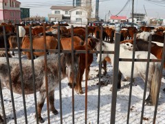 Суурьшлын бүсэд орж ирсэн 646 толгой малыг эздийг нь тогтоон хүлээлгэж өгөөд байна