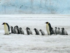 Антарктид тивд шувууны ханиад гарчээ