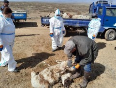 Малын сэг зэм устгах ажил 10 хувьтай байна