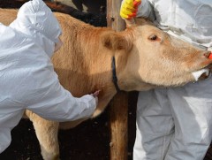 Малын гоц халдварт өвчинтэй тэмцэх үндэсний стратегийг шинэчилнэ