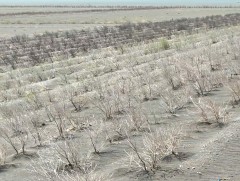 Тарьсан модны амьдрах чадвар 90 гаруй хувьтай байна