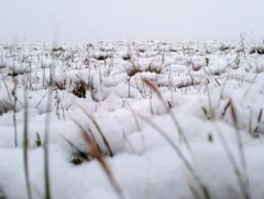 Өвөрхангай аймгийн Есөн-Зүйл суманд их цас унажээ 