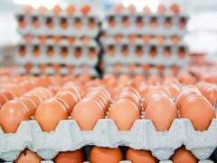 Болгар улс Украины тахианы өндөгний импортыг хориглохыг Европын комиссоос хүслээ 