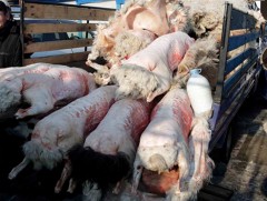 Цагаан сарын ууцны дундаж үнэ 350-480 мянган төгрөг байна
