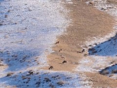 Д.Лувсандагва аргаль, бугын сүрэгт өөрийн тарьсан ногоон тэжээлийн тавьж өгдөг