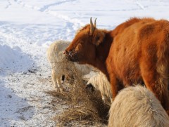 Цэцэг суманд 130 гаруй мянган толгой мал өвөлжиж, хаваржина