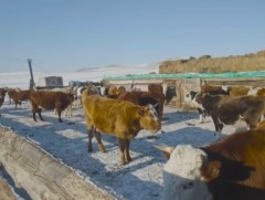 Увс аймагт 
