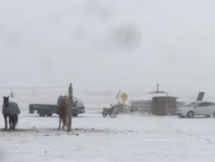 Шаамар суманд өнөтэй өвөл болсон учраас мал жилбэ сайтай төллөж байна