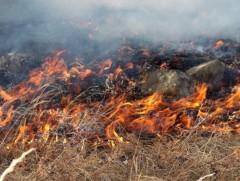 Ой хээрийн түймрийг унтраахаар ажиллаж байна