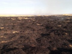 Дорнод, Архангай аймагт гарсан ой, хээрийн түймрийг бүрэн унтраалаа