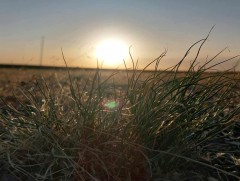 Ойрын өдрүүдэд ихэнх нутгаар салхи шуургатай, сэрүүхэн байна