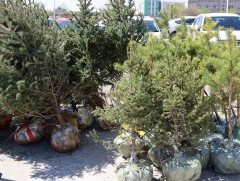 Өнгөрсөн онд Дархан-Уул аймгийн хэмжээнд  2.7 сая ширхэг суулгац ургуулжээ