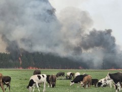 Түймрийн голомтыг унтраахад цаг агаарт зориудаар нөлөөлж дэмжлэг үзүүлэхээр ажиллаж байна