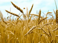 Нийт 259.5 мянган га-д улаанбуудай тариалжээ