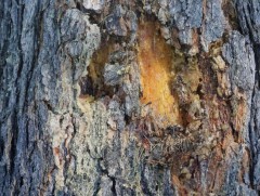 Монгол орны хуш модны 80 гаруй хувь нь их хэмжээгээр гэмтжээ