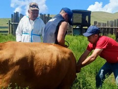 Сонгинохайрхан дүүрэгт мал, амьтны гоц халдварт шүлхий өвчнөөс урьдчилан сэргийлэх вакцин хийж бай..
