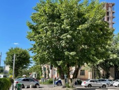 Энэ жил улиас модны өвчлөл их байна