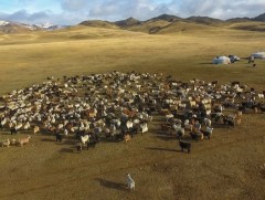 Нийт 100 орчим сая мал өвөлжүүлж, хаваржуулахаар тооцож, бэлтгэл ханган ажиллаж байна 